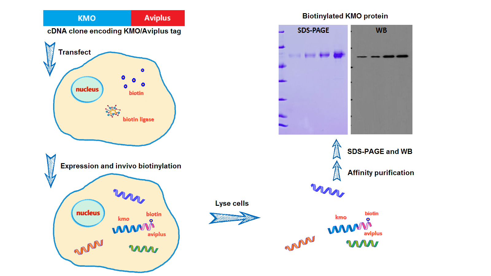 In vivo biotinylation via BBI-Tag technology